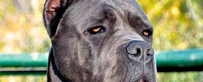 El Cane corso Campeon mundial X-man
