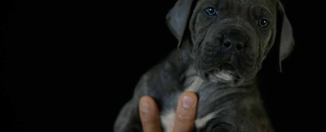For sale dog Cane corso in Pembroke Pines and where by Italian mastiff puppies in Florida