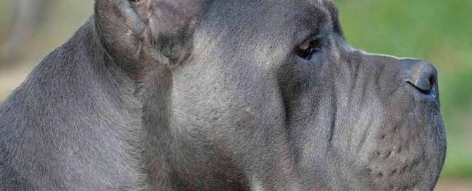 LA HISTORIA ORIGINAL DEL CANE CORSO X-MAN
