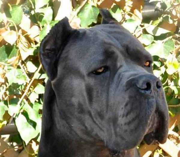 The Legend Cane corso World winner Xman Cane Corso Barcelona