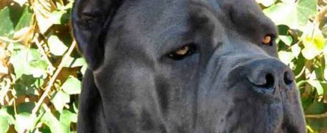 The Legend Cane corso World winner X-man