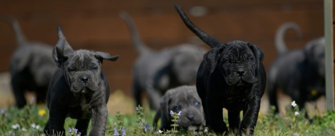 WHERE BUY CANE CORSO IN GRAND PRAIRIE AND FOR SALE ITALIAN MASTIFF PUPPIES IN TX