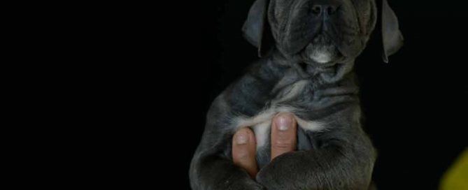 WHERE BUY CANE CORSO IN PORT ST. LUCIE AND FOR SALE CANE CORSO PUPPIES IN FLORIDA