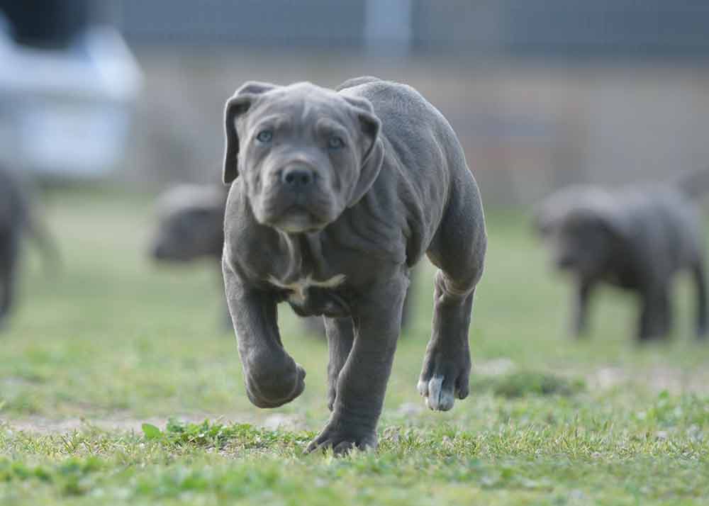 WHERE BUY CANE CORSO IN PORT ST. LUCIE AND FOR SALE CANE CORSO PUPPIES IN FLORIDA1