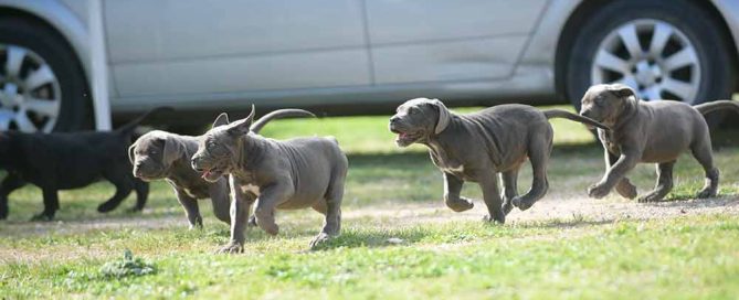 WHERE BUY DOG CANE CORSO IN ROCHESTER-NJ AND FOR SALE ITALIAN MASTIFF PUPPIES