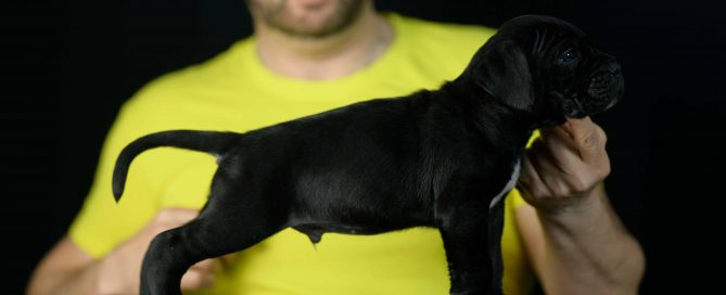 Where buy best cane corso puppies in Toledo and breeders of cane corso in Ohio