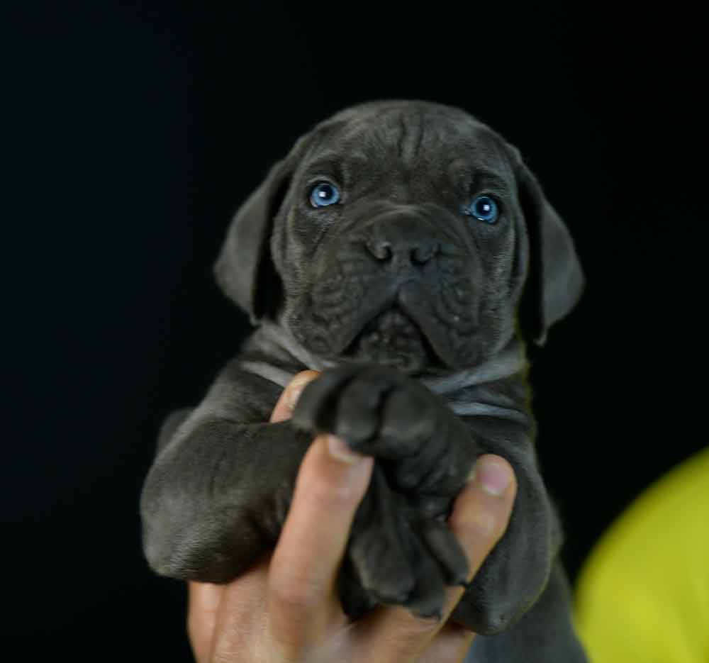 Where buy best cane corso puppies in Toledo and breeders