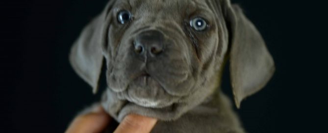 Where buy cane corso in Cape Coral and For sale italian mastiff puppies in Florida
