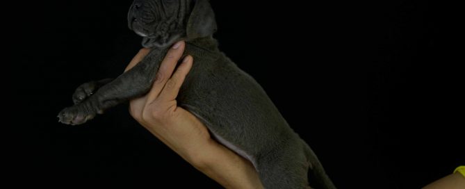 Where buy cane corso in Tempe and for sale italian mastiff puppies in Arizona