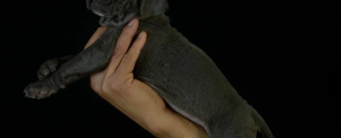 Where buy cane corso puppies in Aurora and cane corso Breeders in Colorado