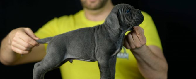 Where buy cane corso puppies in Boise and Cane corso puppies for sale in Idaho