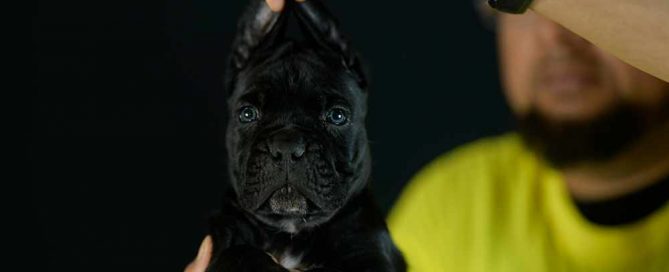 Where buy cane corso puppies in CA and for sale italian mastiff puppy in Rancho Cucamonga