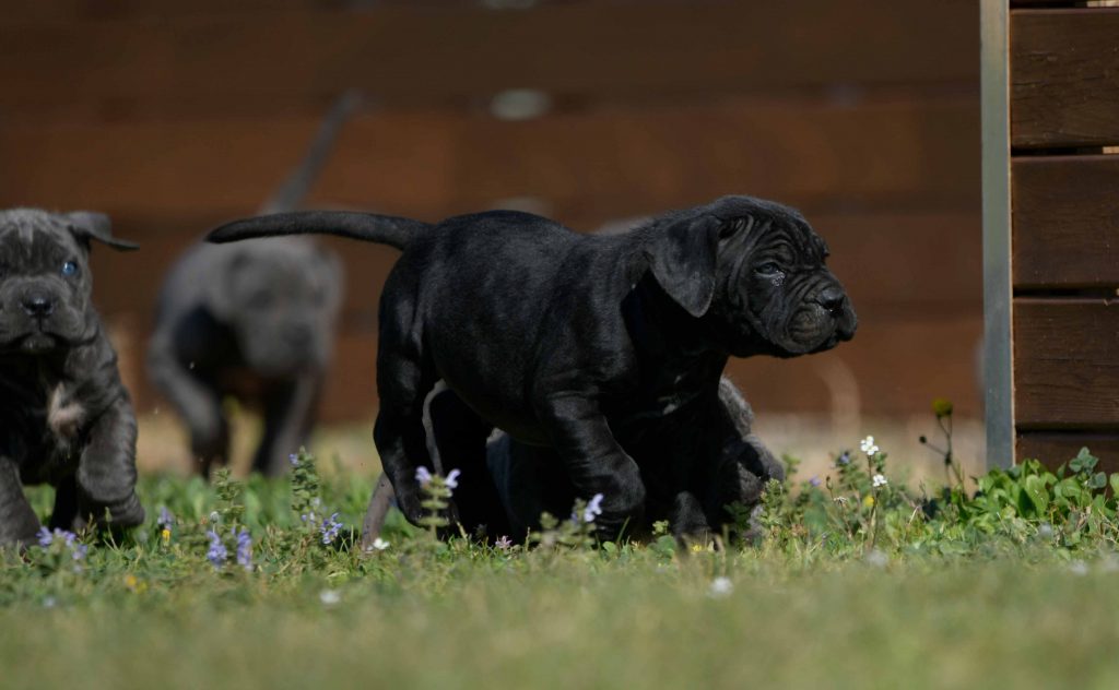 Where buy cane corso puppies in Chula Vista And breeders of cane corso in San Diego CA1