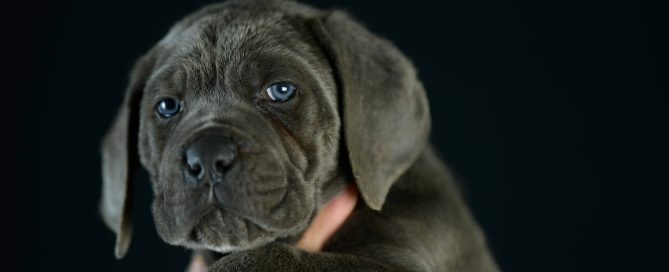 Where buy cane corso puppies in Cincinnati and breeders of cane corso in Ohio