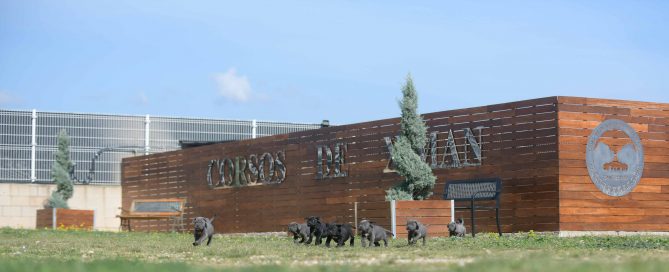 Where buy cane corso puppies in Dubai and breeders of cane corso in United Arab Emirates