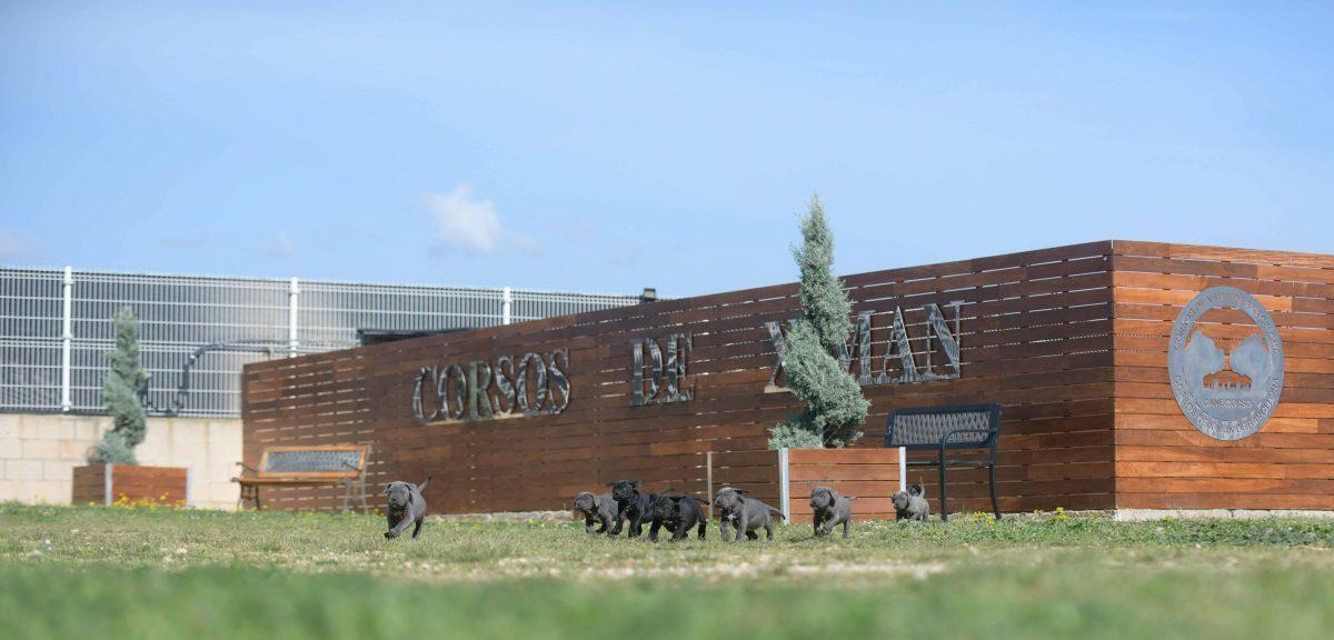 Where buy cane corso puppies in Dubai and breeders of cane corso in United Arab Emirates