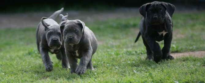 Where buy cane corso puppies in Fayeteville and for sale cane corso puppies in North Carolina