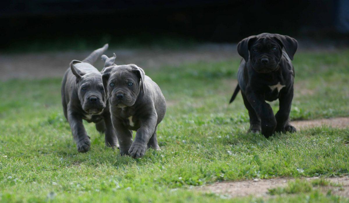 Where buy cane corso puppies in Fayeteville and for sale cane corso puppies in North Carolina