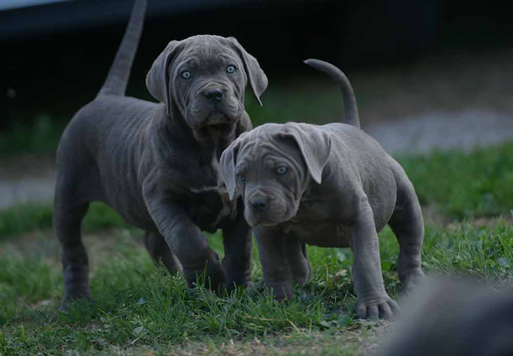 Where buy cane corso puppies in Fayeteville and for sale cane corso puppies in North Carolina1