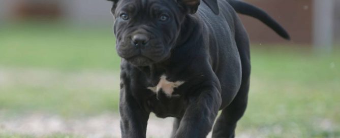 Where buy cane corso puppies in Fontana CA and for sale cane corso puppy in CA