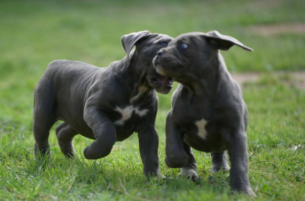 Where buy cane corso puppies in Fontana CA and for sale cane corso puppy in CA1