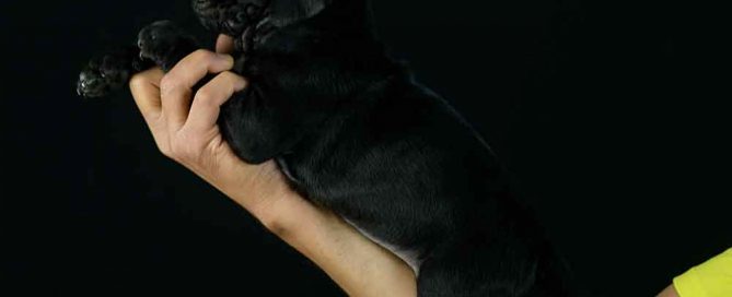 Where buy cane corso puppies in Fremont and Breeders of cane corso in CA