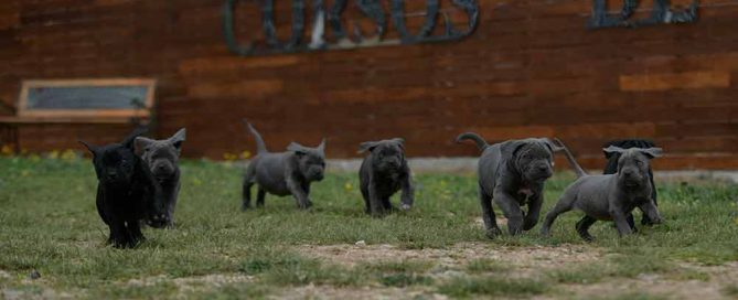 Where buy cane corso puppies in Hialeah and breeders of italian mastiff in Florida