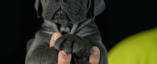 Where buy cane corso puppies in Houston and For sale puppies of Italian mastiff in Texas-TX