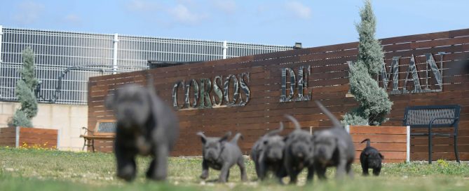 Where buy cane corso puppies in Irving and breeders of Italian mastiff in Texas