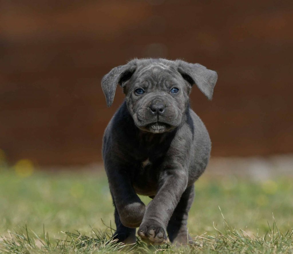 Where buy cane corso puppies in Irving and breeders of Italian mastiff in Texas1