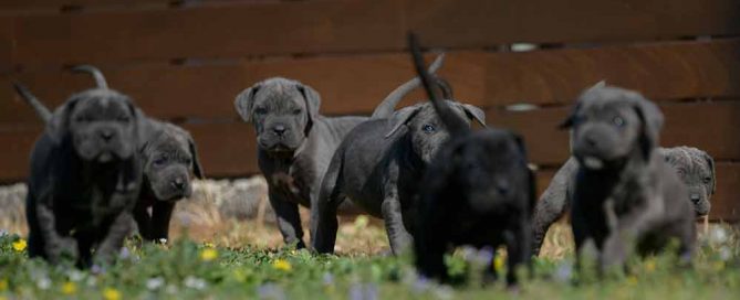 Where buy cane corso puppies in Reno and for sale italian mastiff puppies in Nevada