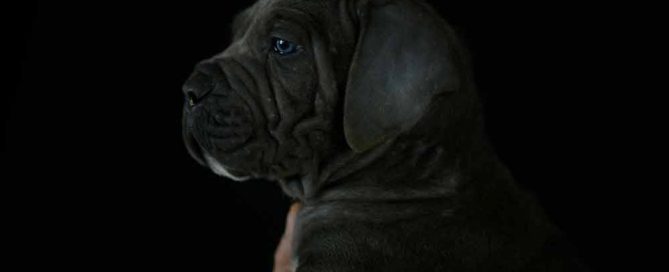 Where buy cane corso puppies in St Louis and breeders of cane corso in Misuri