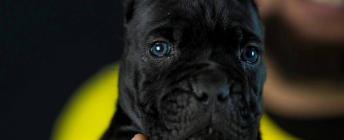 Where buy canecorsos puppies and breeders of italian mastiff in Dakota North