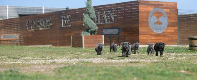 Where buy dog cane corso in Springfield and Italian mastiff puppies for sale in Illinois