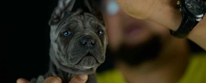 Where buy dog cane corso puppies in Frisco and For sale italian mastiff in TX