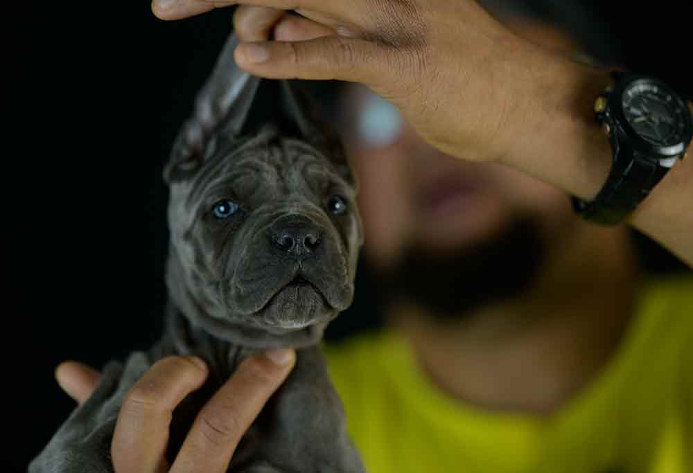 Where buy dog cane corso puppies in Frisco and For sale italian mastiff in TX
