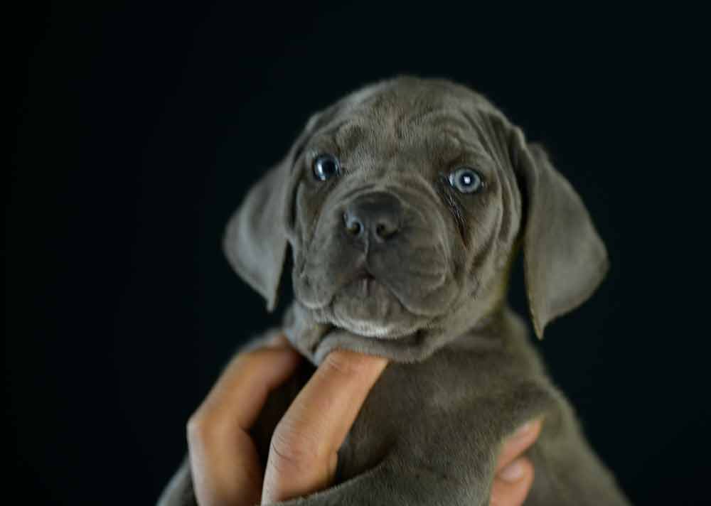 Where buy dog cane corso puppies in Frisco and For sale italian mastiff in TX1