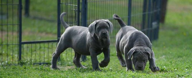 Where buy dog cane corso puppies in Grand Rapids And For sale Italian mastiff puppies in Michigan