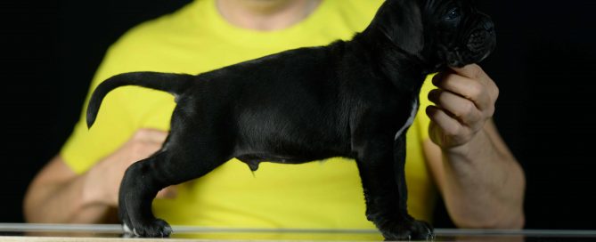 Where buy dog cane corso puppies in Panama and for sale canecorso puppy in San Miguelito