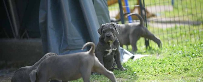 _Where buy dog italian mastiff in Des Moines and for sale cane corso puppies in Iowa