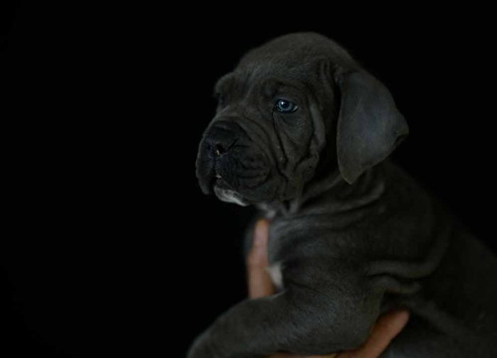 Where buy dog italian mastiff in Des Moines and for sale