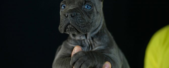 Where buy dog italian mastiff in Huntington and for sale puppies in Cabell and Wayne of West Virginia.