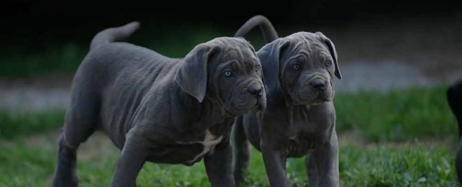 Where buy italian mastiff in Amarillo and cane corso puppies in Texas