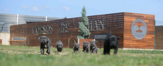 buy cane corso in Anchorage and breeders of cane corso in Alaska