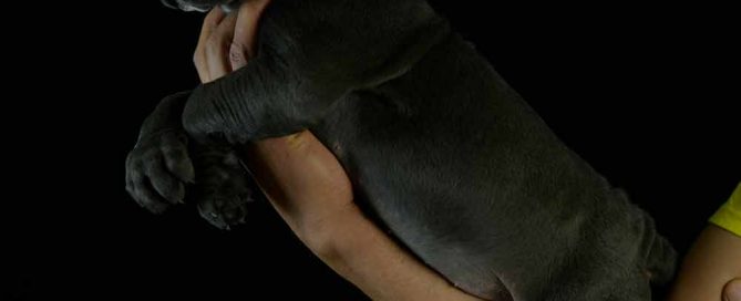 buy cane corso in Lubbock and breeders of Italian mastiff in Texas