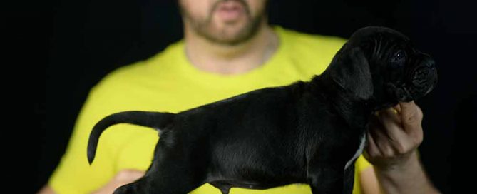 buy cane corso in Plano Tx and breeders of cane corso in Texas