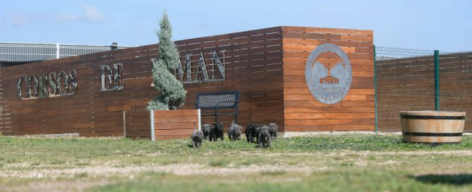 buy cane corso in Santa clarita and for sale cane corso puppies in Los Angeles