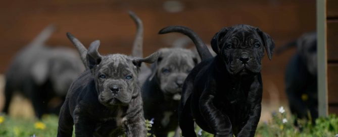 buy cane corso in chesapeake and breeders of Italian mastiff in Virginia