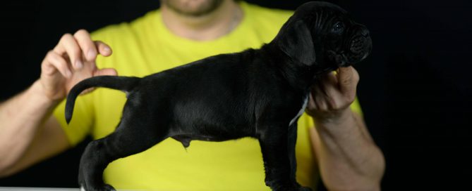 buy cane corso in montgomery and for sale italian mastiff puppies in Alabama