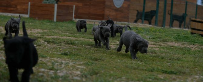 buy cane corso puppies in Oxnard CA and for sale italian mastiff puppies